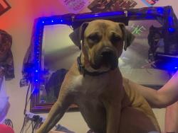 Lost Male Dog last seen Green Acres / Shell gas station/ College , Fort Walton Beach, FL 32547