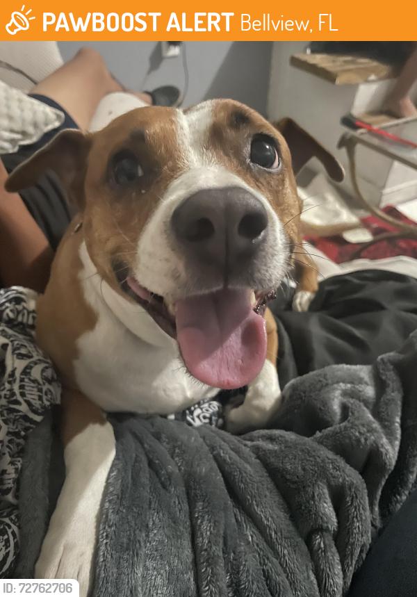 Found/Stray Female Dog last seen 102nd place rd, Bellview, FL 32506