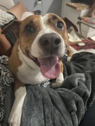 Found/Stray Female Dog last seen 102nd place rd, Bellview, FL 32506