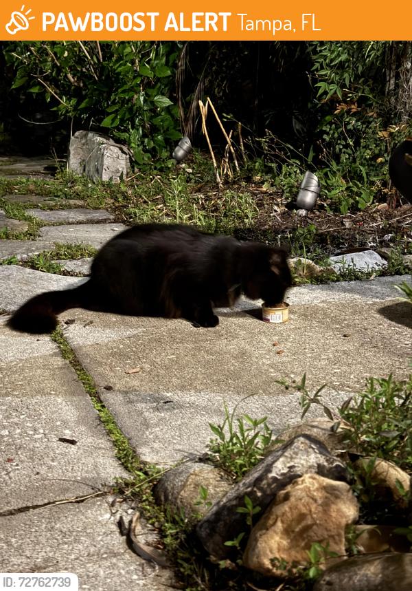 Found/Stray Female Cat last seen Covington ests, Tampa, FL 33647
