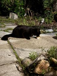 Found/Stray Female Cat last seen Covington ests, Tampa, FL 33647