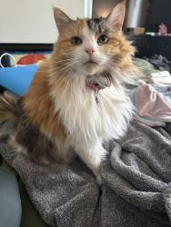 Lost Female Cat last seen Camino Real and Military , Boca Raton, FL 33433