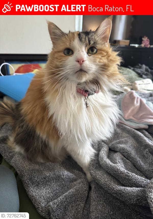 Lost Female Cat last seen Camino Real and Military , Boca Raton, FL 33433