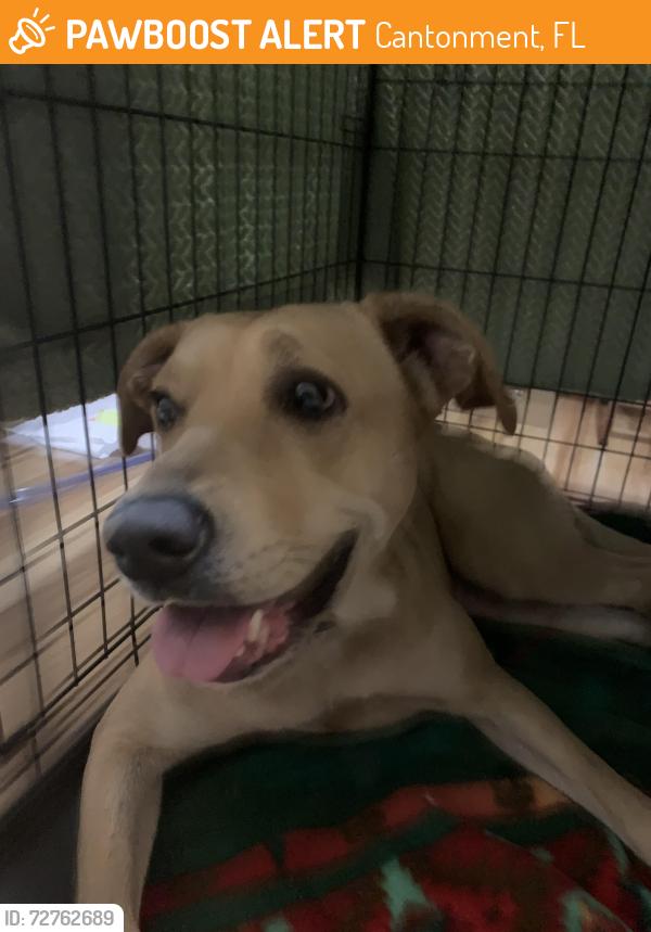 Found/Stray Female Dog last seen Dollar General, Cantonment, FL 32533