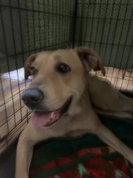 Found/Stray Female Dog last seen Dollar General, Cantonment, FL 32533
