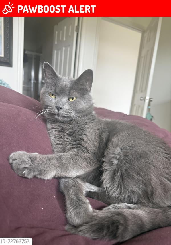 Lost Male Cat last seen Rutgers Blvd, Franklin Township, NJ 08873