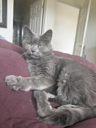 Lost Male Cat last seen Rutgers Blvd, Franklin Township, NJ 08873