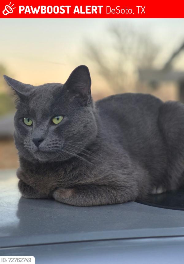 Lost Male Cat last seen Evelyn, DeSoto, TX 75115