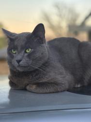 Lost Male Cat last seen Evelyn, DeSoto, TX 75115