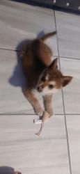 Lost Female Dog last seen Near S Tourist Dr, Edinburg, TX 78539, Edinburg, TX 78539