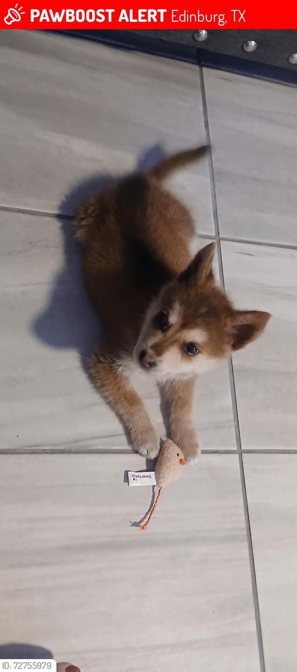 Lost Female Dog last seen Near S Tourist Dr, Edinburg, TX 78539, Edinburg, TX 78539