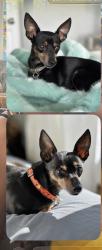 Lost Male Dog last seen Balboa, San Francisco, CA 94121