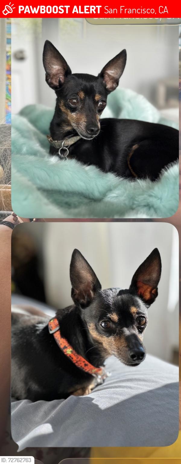 Lost Male Dog last seen Balboa, San Francisco, CA 94121