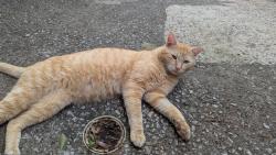 Found/Stray Male Cat last seen Londonway Drive, Harris County, TX 77389