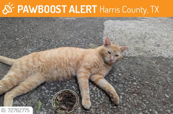 Found/Stray Male Cat last seen Londonway Drive, Harris County, TX 77389