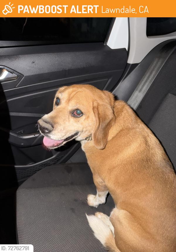 Found/Stray Male Dog last seen Rosecrans and Mansel, Lawndale, CA 90260