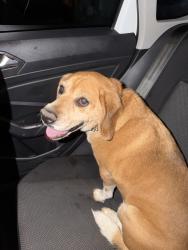 Found/Stray Male Dog last seen Rosecrans and Mansel, Lawndale, CA 90260