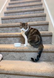 Lost Male Cat last seen W watchmen way Herriman 84096, Herriman, UT 84065