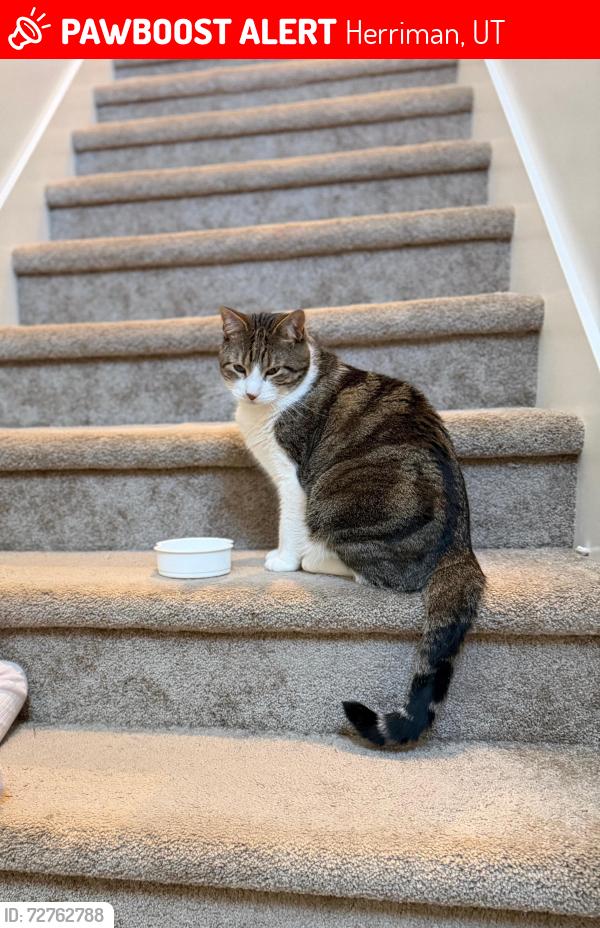 Lost Male Cat last seen W watchmen way Herriman 84096, Herriman, UT 84065