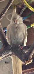 Lost Male Bird last seen The first yellow apmt building thats across the street from the LESD building, Lawndale, CA 90260