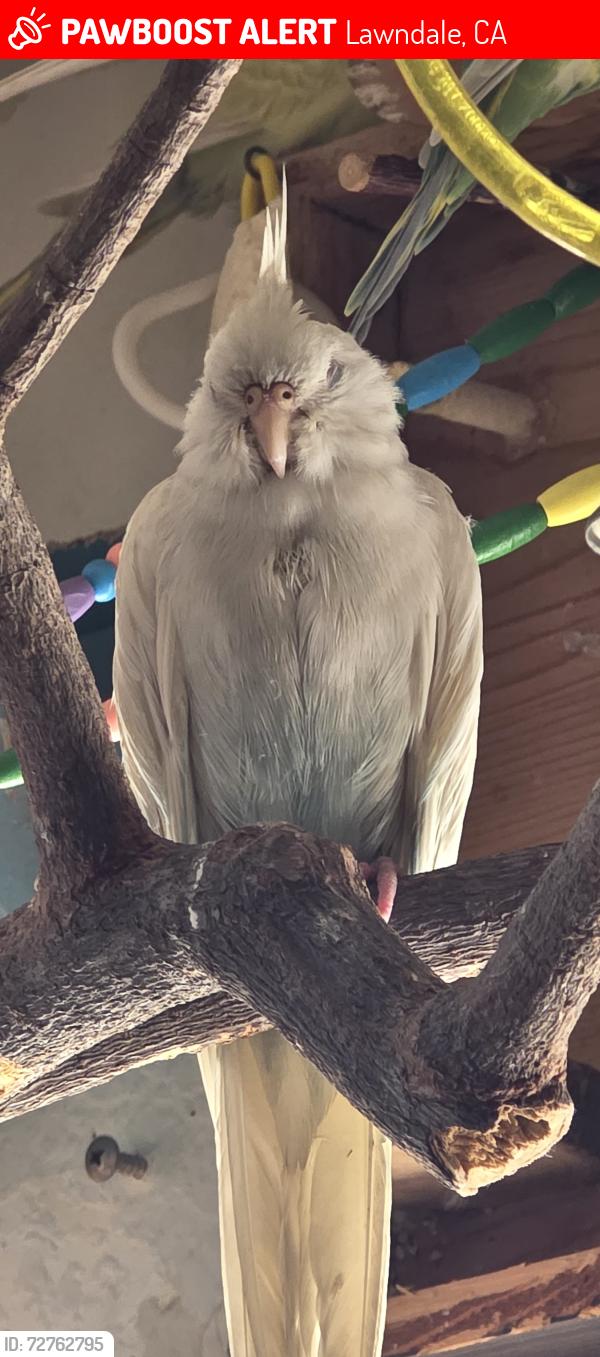 Lost Male Bird last seen The first yellow apmt building thats across the street from the LESD building, Lawndale, CA 90260