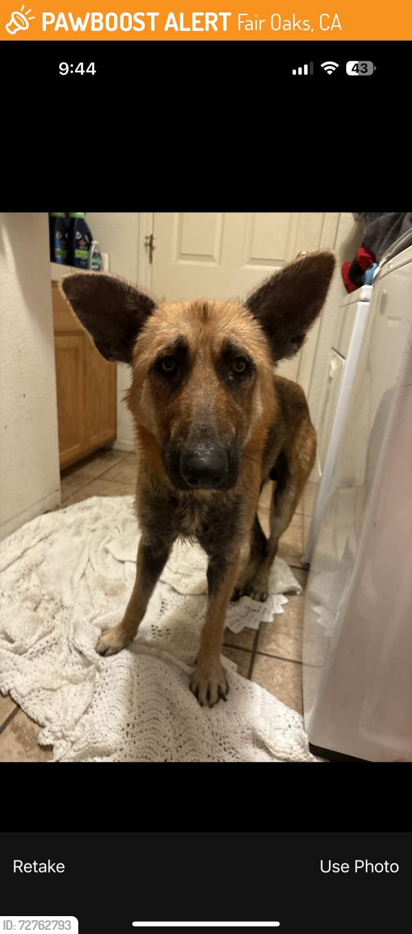 Found/Stray Male Dog last seen Sunrise and Winding near Taco Bell, Fair Oaks, CA 95628
