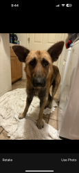 Found/Stray Male Dog last seen Sunrise and Winding near Taco Bell, Fair Oaks, CA 95628
