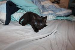 Found/Stray Unknown Cat last seen You must know where you lost it, Anaheim, CA 92815