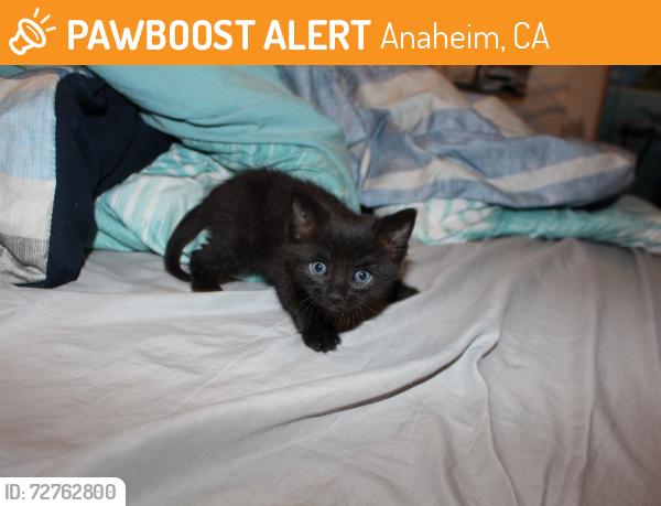Found/Stray Unknown Cat last seen You must know where you lost it, Anaheim, CA 92815