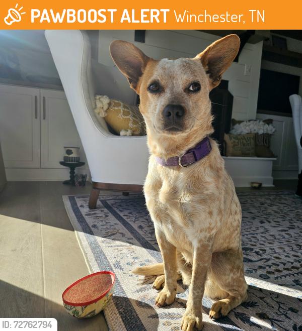 Found/Stray Female Dog last seen Lynchburg, Winchester, TN 37398