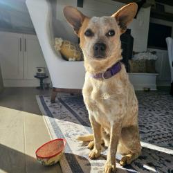 Found/Stray Female Dog last seen Lynchburg, Winchester, TN 37398