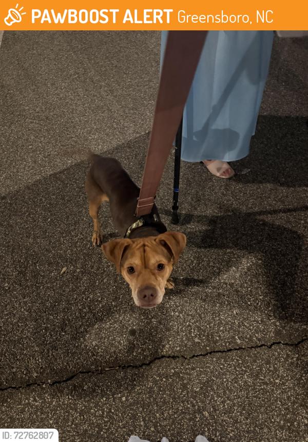 Found/Stray Male Dog last seen Revolution Mill Dr Greensboro NC, Greensboro, NC 27405