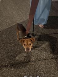 Found/Stray Male Dog last seen Revolution Mill Dr Greensboro NC, Greensboro, NC 27405