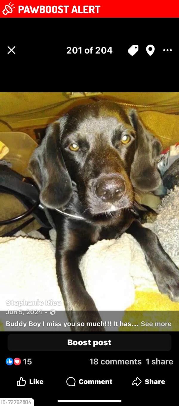 Lost Male Dog last seen Carr Dr & Bud Aurther Bridge Rd, Spartanburg County, SC 29330