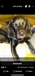 Lost Male Dog last seen Carr Dr & Bud Aurther Bridge Rd, Spartanburg County, SC 29330