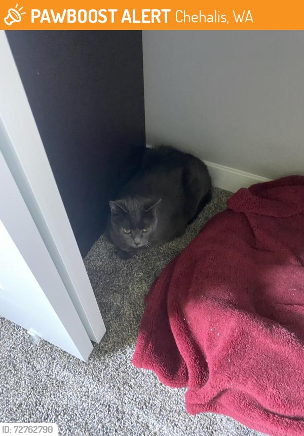 Found/Stray Male Cat last seen SE 6th & SE Washington Ave Chehalis, Chehalis, WA 98532