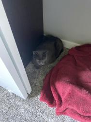 Found/Stray Male Cat last seen SE 6th & SE Washington Ave Chehalis, Chehalis, WA 98532