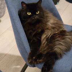 Lost Male Cat last seen Gowan and El Capitan , Las Vegas, NV 89129