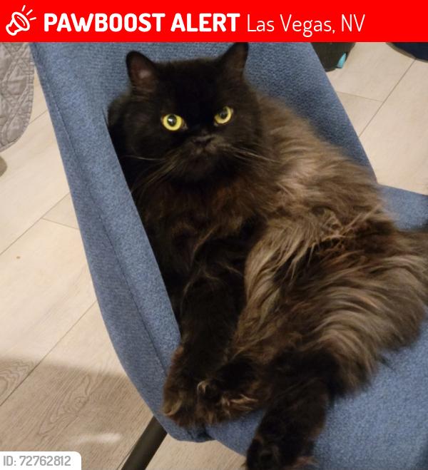 Lost Male Cat last seen Gowan and El Capitan , Las Vegas, NV 89129