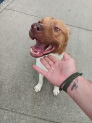 Found/Stray Male Dog last seen South Pines Elementary , Spokane Valley, WA 99206