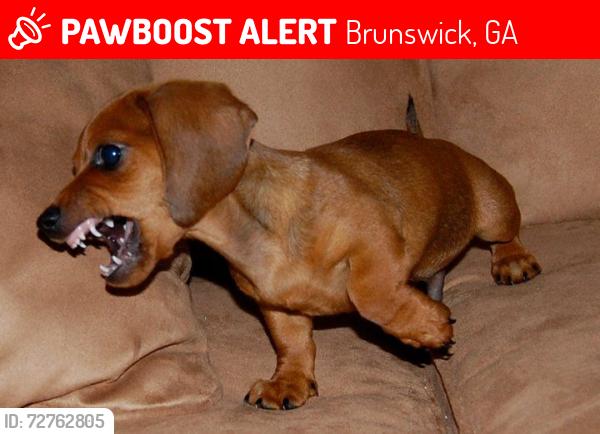 Lost Male Dog last seen Near P St Brunswick GA 31520, Brunswick, GA 31520