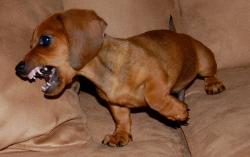 Lost Male Dog last seen Near P St Brunswick GA 31520, Brunswick, GA 31520