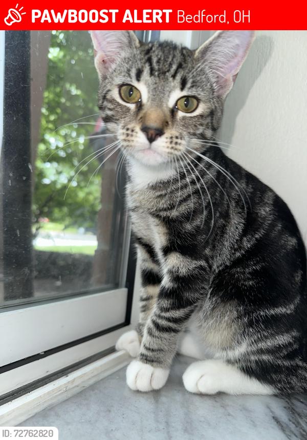 Lost Female Cat last seen Sunoco, Bedford, OH 44146