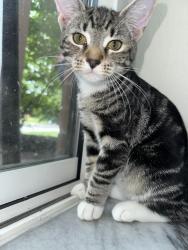 Lost Female Cat last seen Sunoco, Bedford, OH 44146