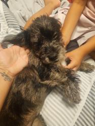 Found/Stray Female Dog last seen Wilson rd, Humble, TX 77347