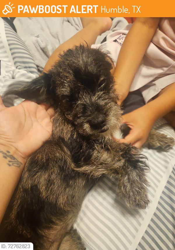 Found/Stray Female Dog last seen Wilson rd, Humble, TX 77347