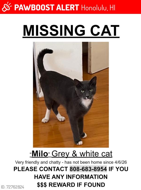 Lost Male Cat last seen Ahukini st, Honolulu, HI 96825