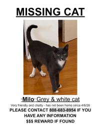 Lost Male Cat last seen Ahukini st, Honolulu, HI 96825