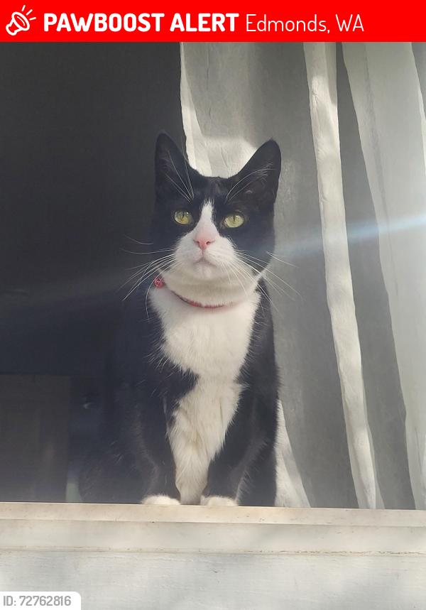 Lost Female Cat last seen 227/74th pl west Edmonds, Edmonds, WA 98026