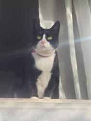 Lost Female Cat last seen 227/74th pl west Edmonds, Edmonds, WA 98026